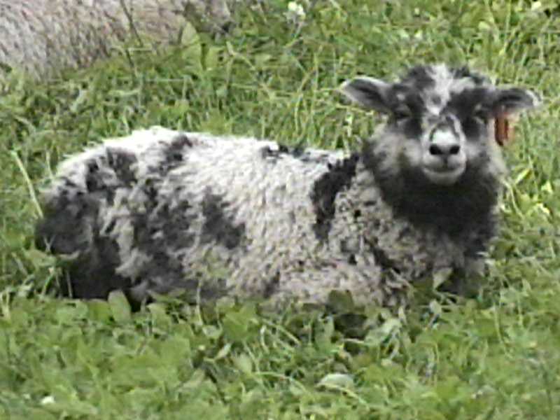 Moorit lamb