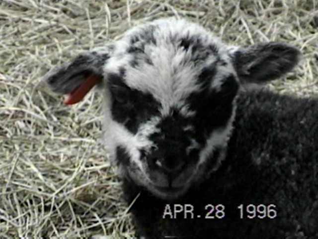 Gray lamb